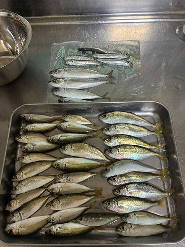 アジの釣果