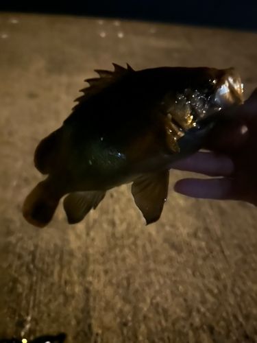 メバルの釣果