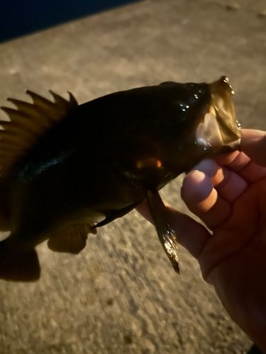 メバルの釣果