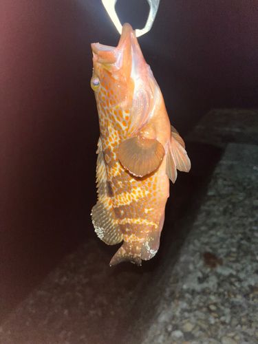 キジハタの釣果