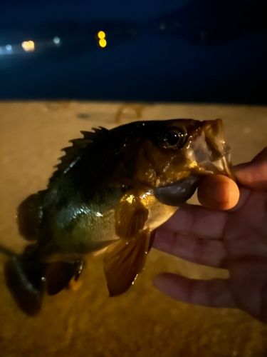 メバルの釣果