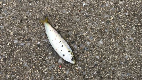 サッパの釣果