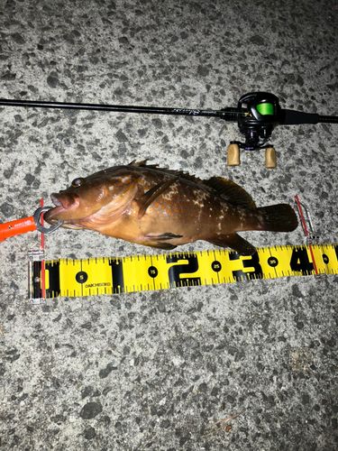 アコウの釣果
