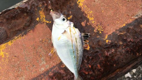 ヒイラギの釣果