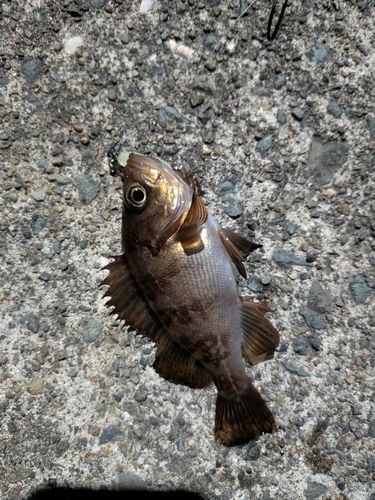 釣果