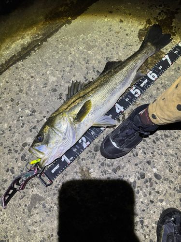 シーバスの釣果