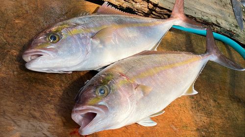 ネリゴの釣果