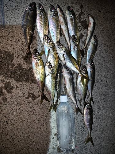 マアジの釣果