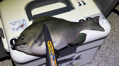 メジナの釣果