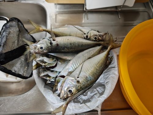 アジの釣果