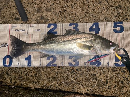 シーバスの釣果