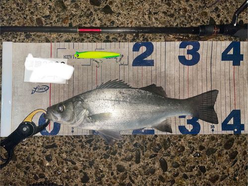 シーバスの釣果