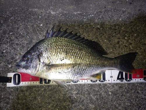 キビレの釣果