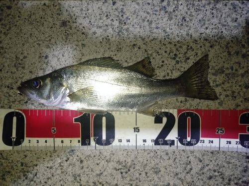 セイゴ（ヒラスズキ）の釣果