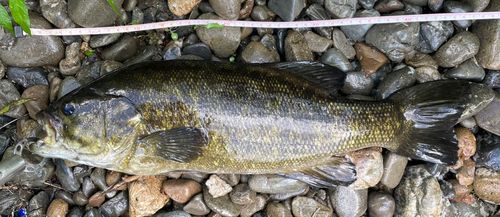 スモールマウスバスの釣果