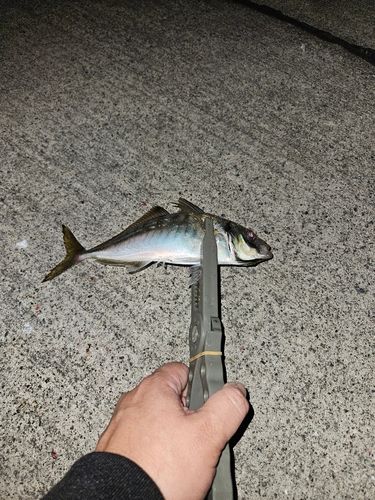 マアジの釣果