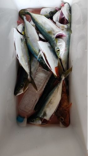 ツバイソの釣果
