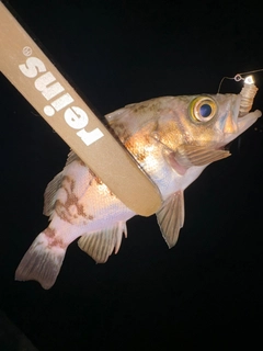メバルの釣果
