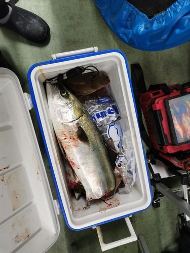 ブリの釣果
