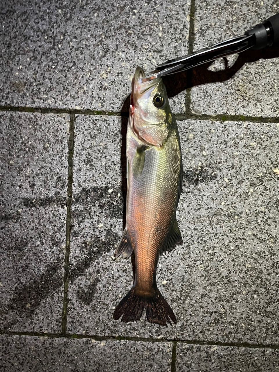 SHIMANO 23ディアルーナ S90Lの最安値・インプレ・釣果 | 本音の口コミ