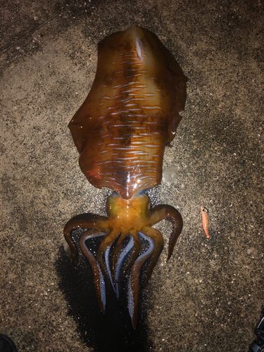 アオリイカの釣果