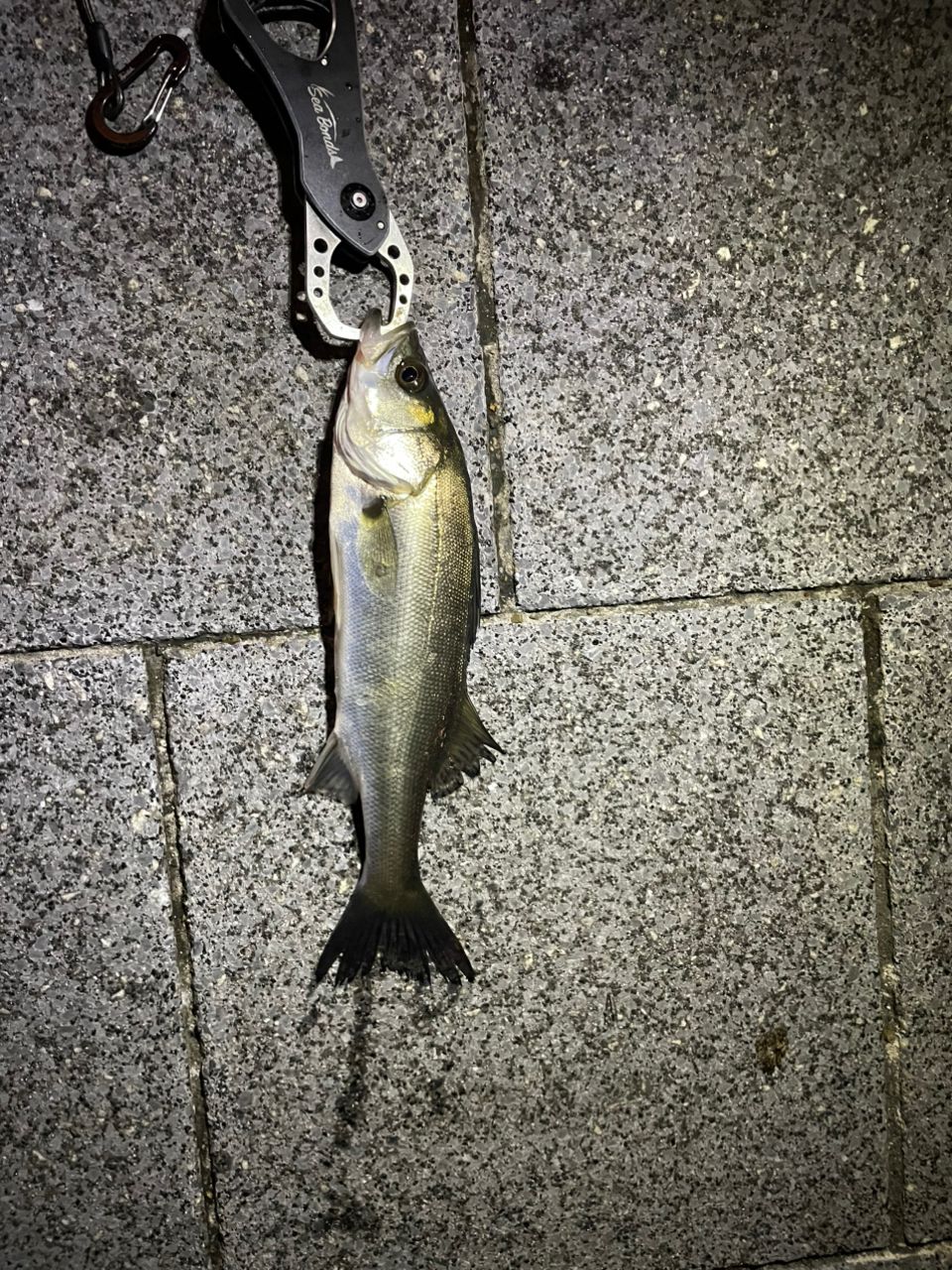 SHIMANO 23ディアルーナ S90Lの最安値・インプレ・釣果 | 本音の口コミ