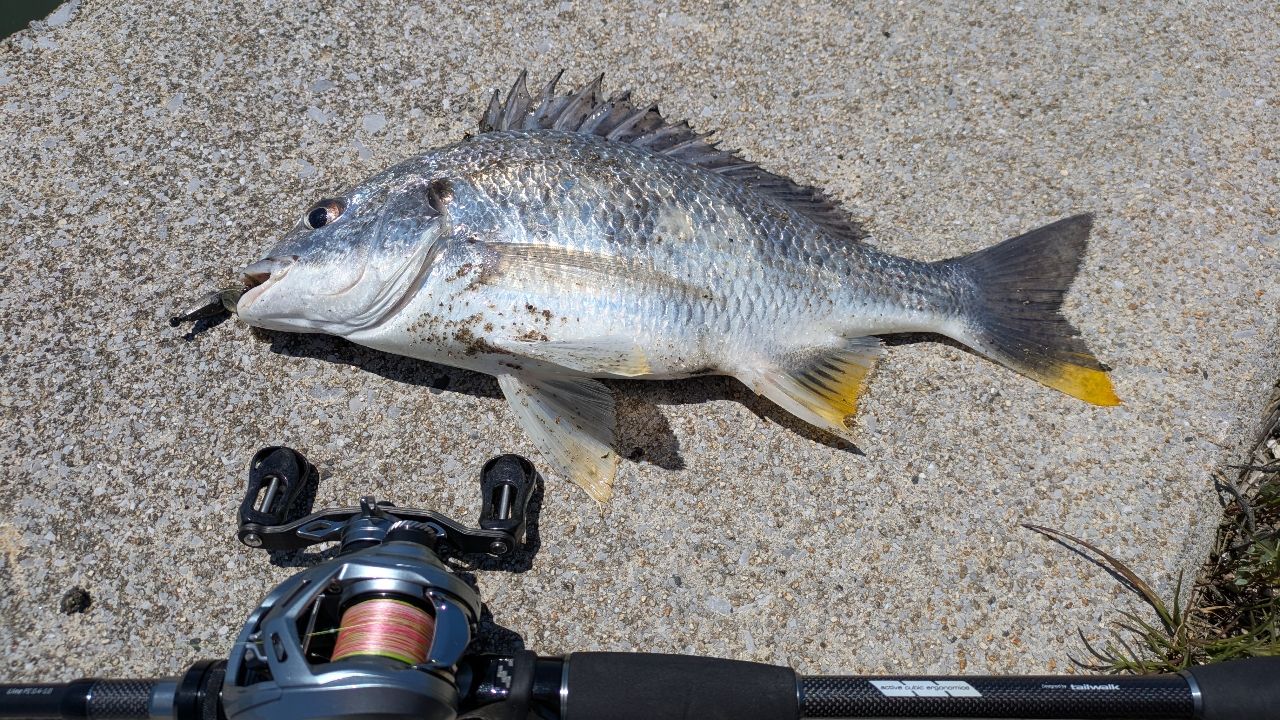 DAIWA 22アルファス SV TW 800S-XHの最安値・インプレ・釣果 | 本音の