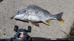 キビレの釣果