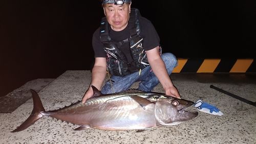 イソマグロの釣果