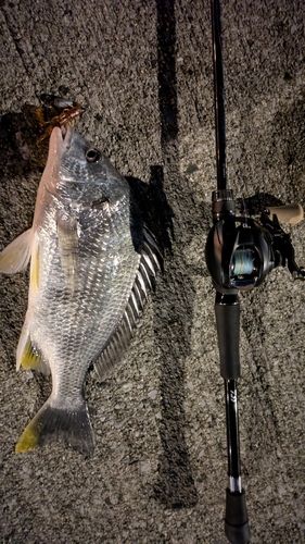 キビレの釣果