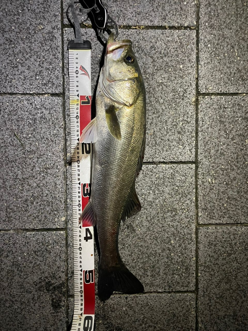 SHIMANO 23ディアルーナ S90Lの最安値・インプレ・釣果 | 本音の口コミ
