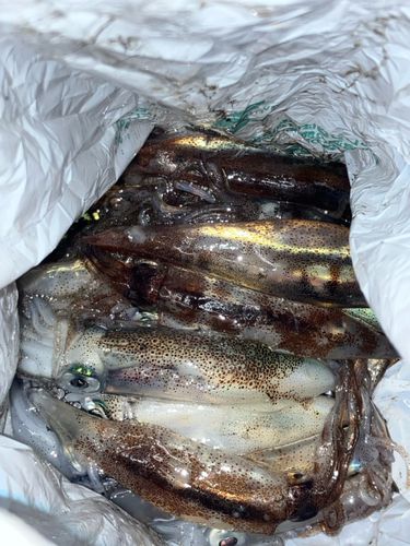 ヒイカの釣果