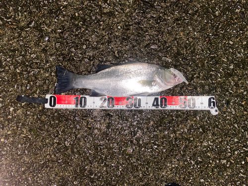 ヒラスズキの釣果
