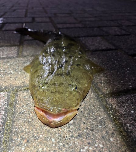 マゴチの釣果
