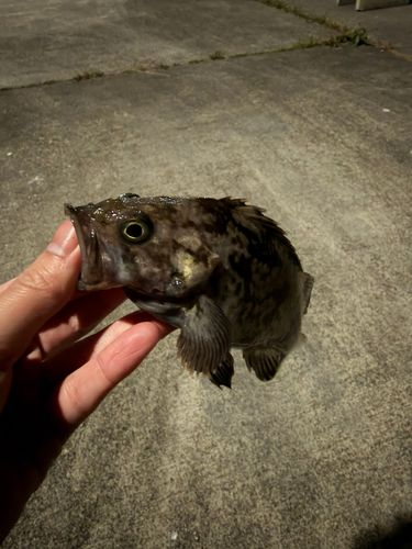 クロソイの釣果