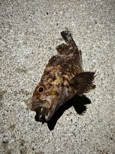 ムラソイの釣果