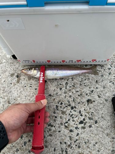 キスの釣果
