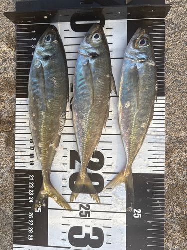 アジの釣果