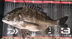 チヌの釣果