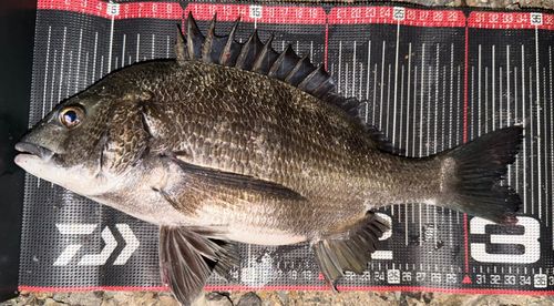 チヌの釣果