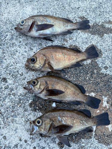 メバルの釣果