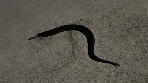 クロアナゴの釣果