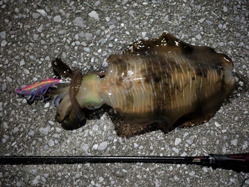 アオリイカの釣果