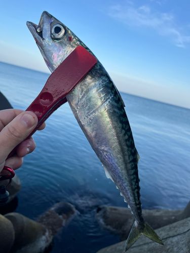 サバの釣果