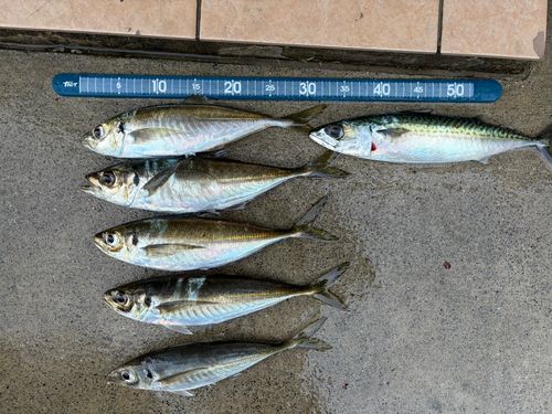 アジの釣果
