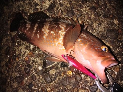 キジハタの釣果