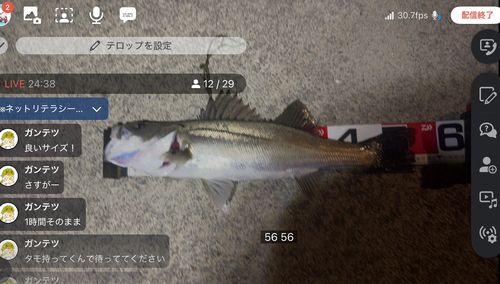 シーバスの釣果