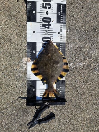 カワガレイの釣果