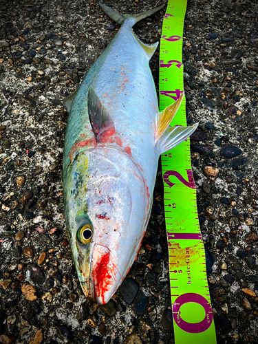 ワラサの釣果