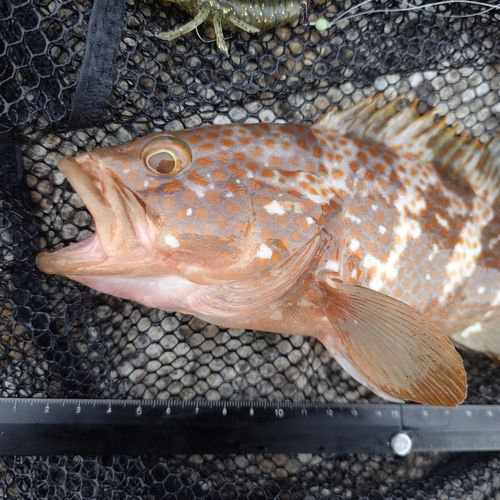 キジハタの釣果
